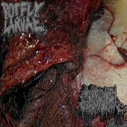 Botfly Larvae : Botfly Larvae - Human Pancake